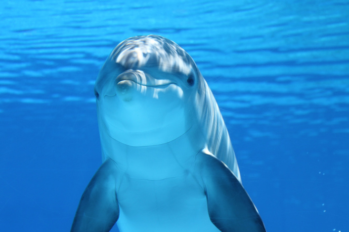 Dolphin Underwater